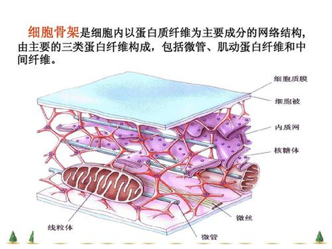 来自自然界的"高科技"材料——研究人员发现细胞骨架的惊人特性